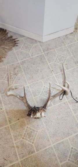 Deer Antler Mount image