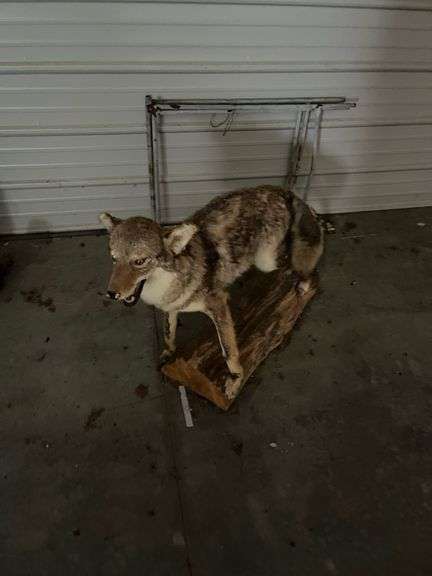 Taxidermy Coyote Mount image