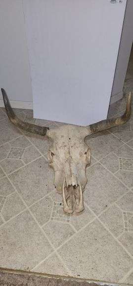 Large Steer Skull with Horns image
