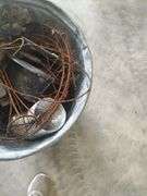 METAL TRASH CAN WITH SCRAP METAL