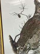 Steve St. Clair Signed Great Horned Owl Framed Print