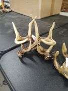 DEER ANTLER PAPER TOWEL HOLDER WITH SALT AND PEPPER HOLDER AND COASTER