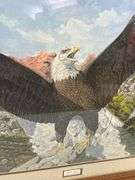 Framed Limited Edition Bald Eagle Print by Steve St. Clair