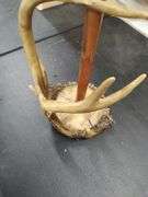 DEER ANTLER PAPER TOWEL HOLDER WITH SALT AND PEPPER HOLDER AND COASTER