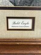 Framed Limited Edition Bald Eagle Print by Steve St. Clair