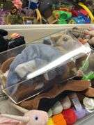 Large Collection of Beanie Babies