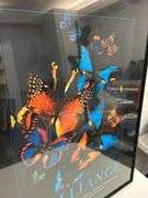 Framed 'Brilliance' Butterfly Graphic Print