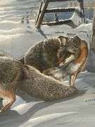Steve St. Clair Signed Framed Winter Fox Print