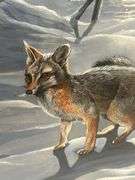 Steve St. Clair Signed Framed Winter Fox Print