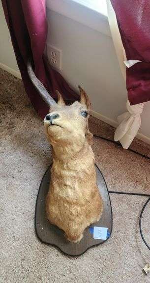 Taxidermy Mounted Pronghorn Antelope Shoulder Mount image