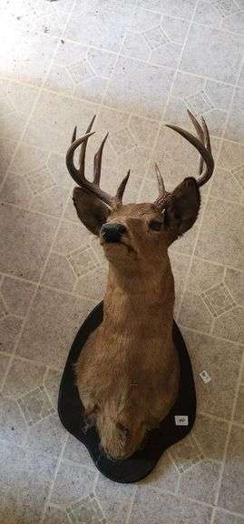Mounted Deer Head Taxidermy image