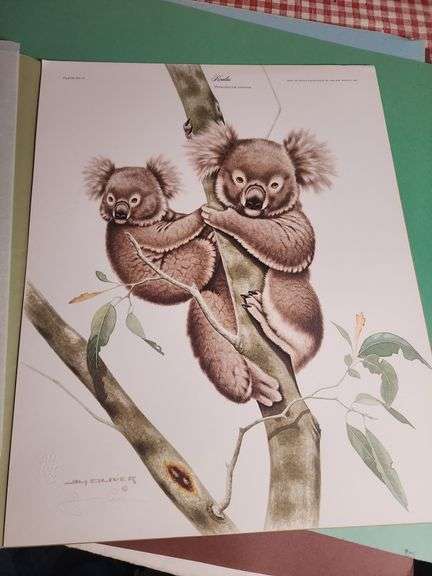 Jim Oliver Wildlife Art Prints - Koalas & More image