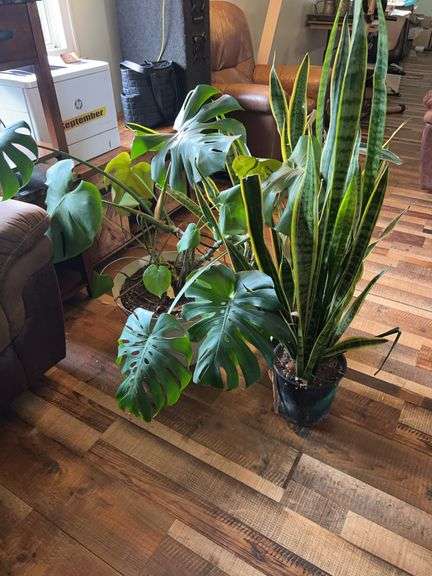Monstera Deliciosa and Snake Plant Assortment image