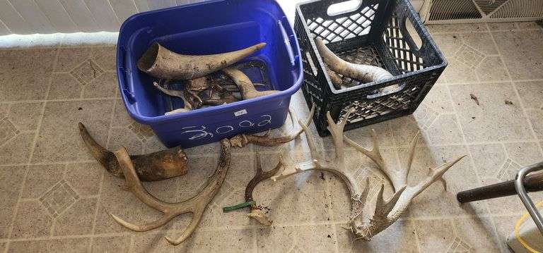 Assortment of Antlers & Horns image