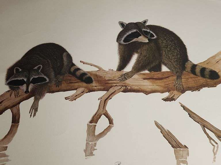 Jim Oliver Raccoon Print Plate Number 3 image