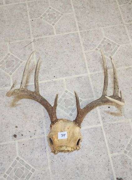 Deer Antlers and Skull Plate image