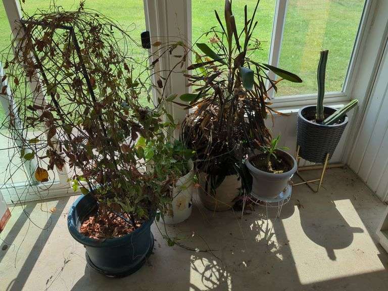 Assorted Potted Plants image