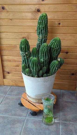 Live 32" Potted Cactus On Rolling Plant Stand, And Prayer Plant Shoot