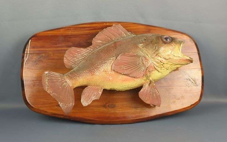 Mounted Grouper, Approx 26" x 15", Has Damage image