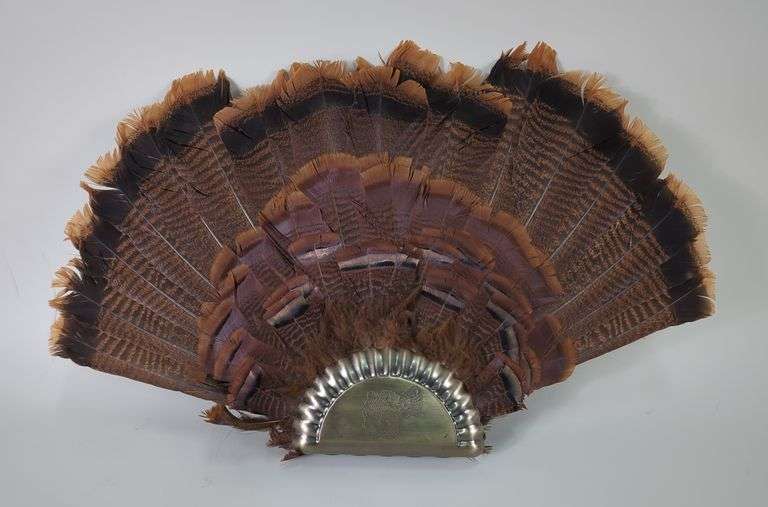 Turkey Feather Display image
