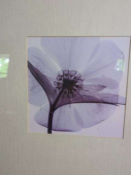 Flower X-Ray Framed Print, 25.5" x 25.5" x 1.5"