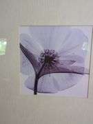 Flower X-Ray Framed Print, 25.5" x 25.5" x 1.5"