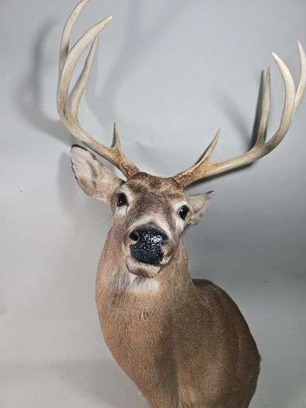 White-Tailed Deer Taxidermy Mount, 8 Point, Approx 18" Span Between Antlers