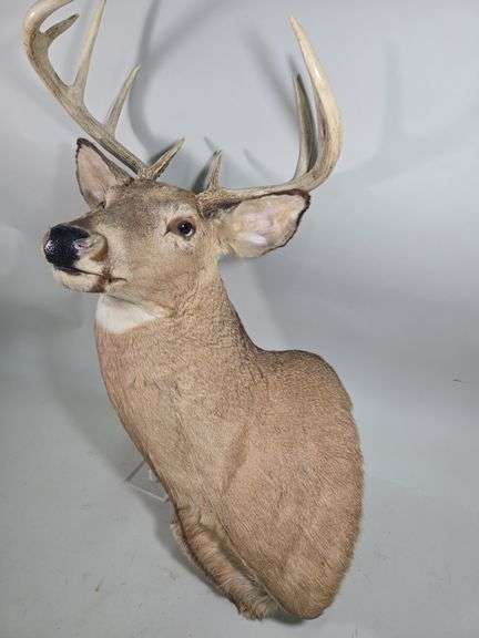 White-Tailed Deer Taxidermy Mount, 9 Point, Approx 18.5" Span Between Antlers