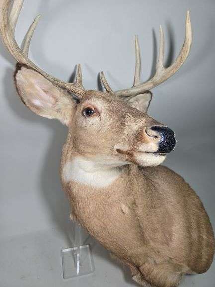 White-Tailed Deer Taxidermy Mount, 9 Point, Approx 18.5" Span Between Antlers