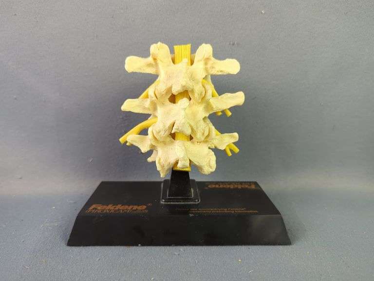 Anatomical Human Body Model Collection And More