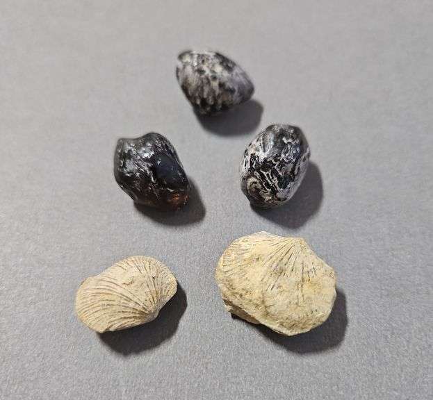 Natural Raw "Apache Tears"/Obsidian Stones, Qty 3, Total weight - .5 oz and Seashell Fossils, Qty 2
