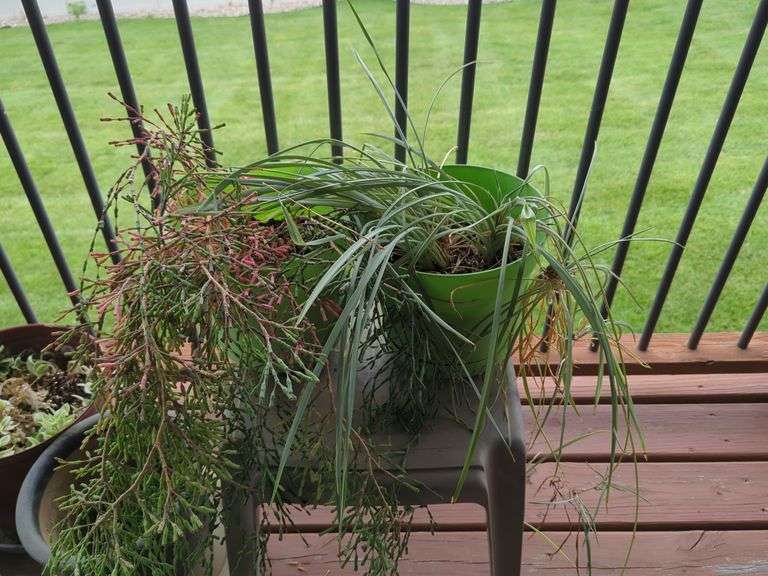 Decorative Plant Pots and Indoor Plants