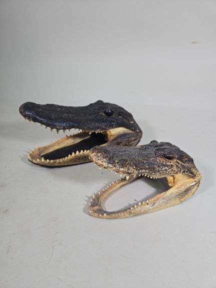 Alligator Heads, Qty 2, 10.5" Long And 8" Long