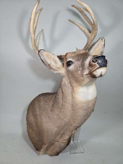 White-Tailed Deer Taxidermy Mount, 9 Point, Approx 15" Span Between Antlers
