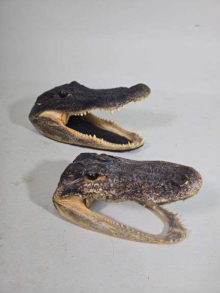 Alligator Heads, Qty 2, 10.5" Long And 8" Long