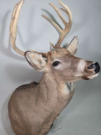 White-Tailed Deer Taxidermy Mount, 9 Point, Approx 15" Span Between Antlers