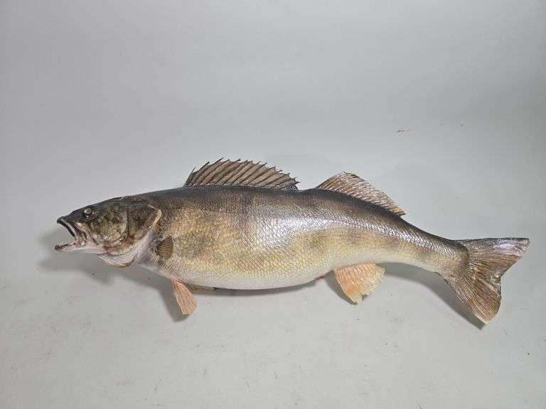 Taxidermy Mounted Fish, Includes Longnose Gar, Walleye, Largemouth Bass, And Rainbow Trout, Total Qty 4, And Shark Jaw