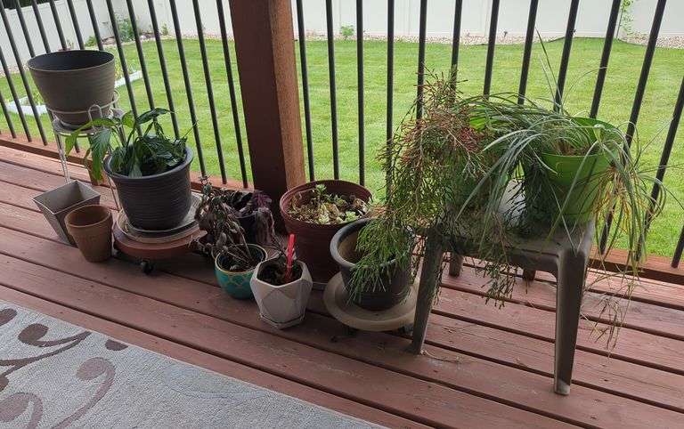 Decorative Plant Pots and Indoor Plants
