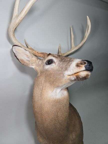 White-Tailed Deer Taxidermy Mount, 8 Point, Approx 18" Span Between Antlers
