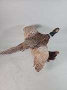 Ringneck Pheasant Taxidery, Approx 35" Long