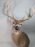 White-Tailed Deer Taxidermy Mount, 8 Point, Approx 18" Span Between Antlers
