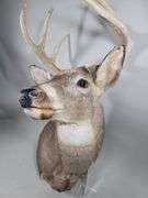 White-Tailed Deer Taxidermy Mount, 9 Point, Approx 15" Span Between Antlers