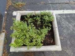 Concrete Planters, Qty 2