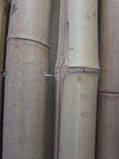 Bamboo Rolls, Qty 3, Various Sizes and Individual Pieces