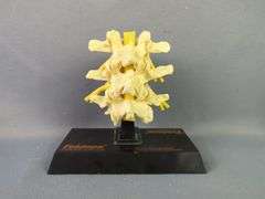 Anatomical Human Body Model Collection And More