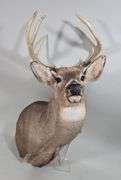 White-Tailed Deer Taxidermy Mount, 9 Point, Approx 15" Span Between Antlers