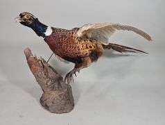 Ringneck Pheasant Taxidery, Approx 35" Long