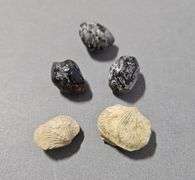 Natural Raw "Apache Tears"/Obsidian Stones, Qty 3, Total weight - .5 oz and Seashell Fossils, Qty 2
