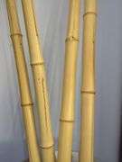 Oversized Vase with Bamboo Stalks
