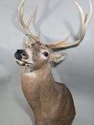 White-Tailed Deer Taxidermy Mount, 8 Point, Approx 18" Span Between Antlers
